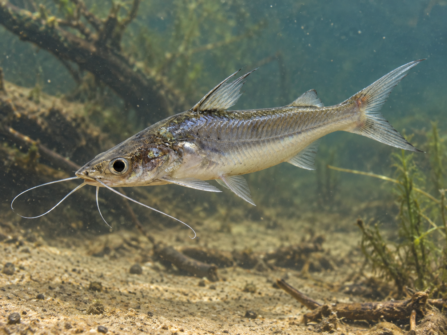 Pesca de Porteñito (Parapimelodus valenciennis)?