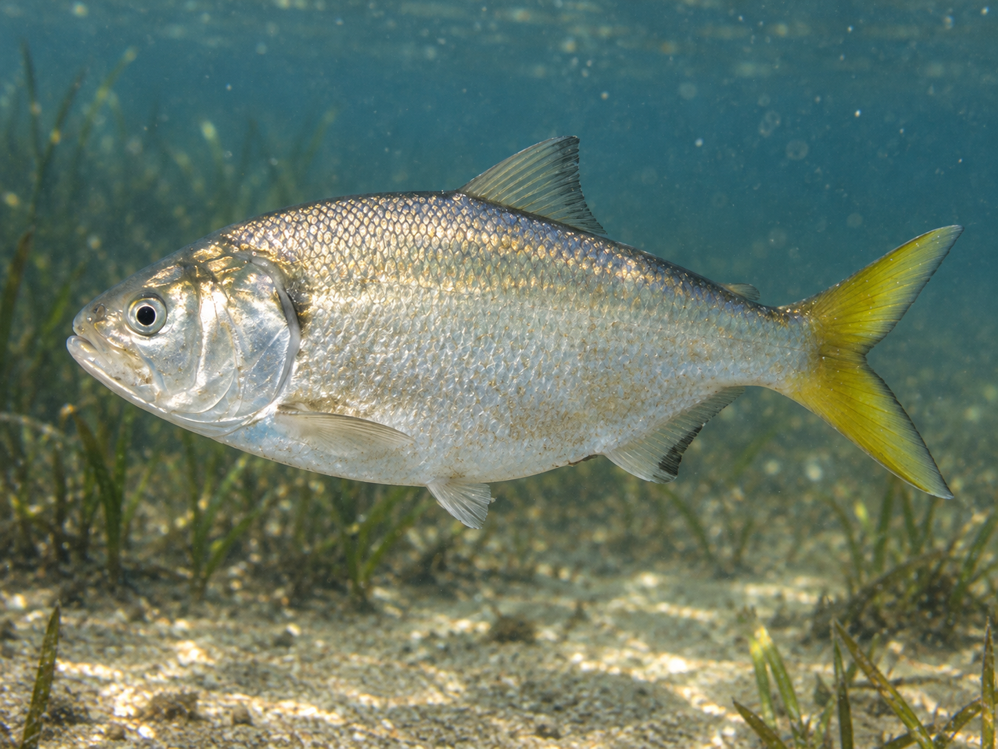 Pesca de Saraca (Brevoortia aurea)?