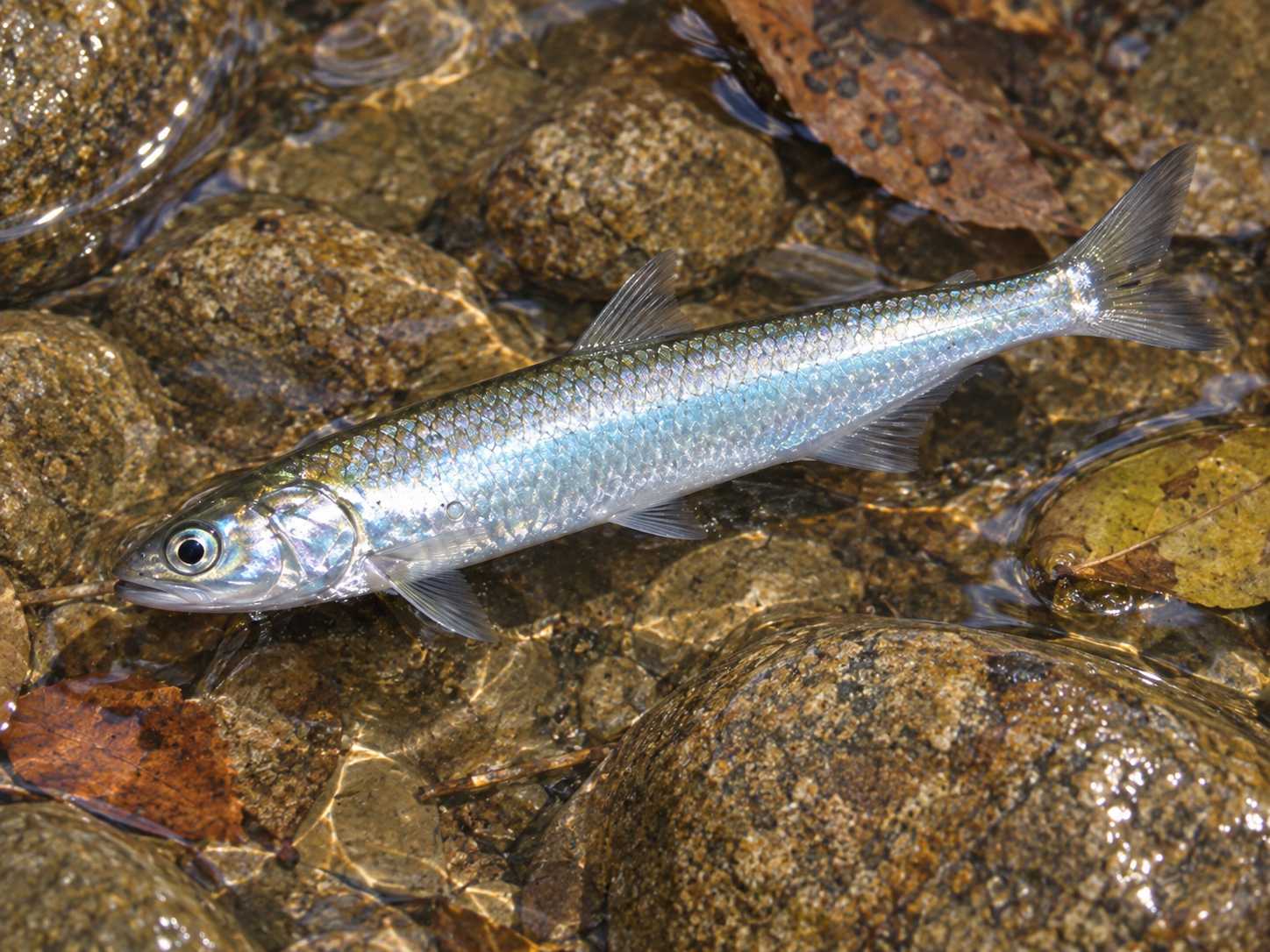 Pesca de sardinha do Rio (Lycengraulis grossidens)?