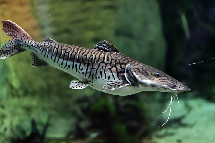 Pesca de surubim Atigrado (Pseudoplatystoma fasciatum)?
