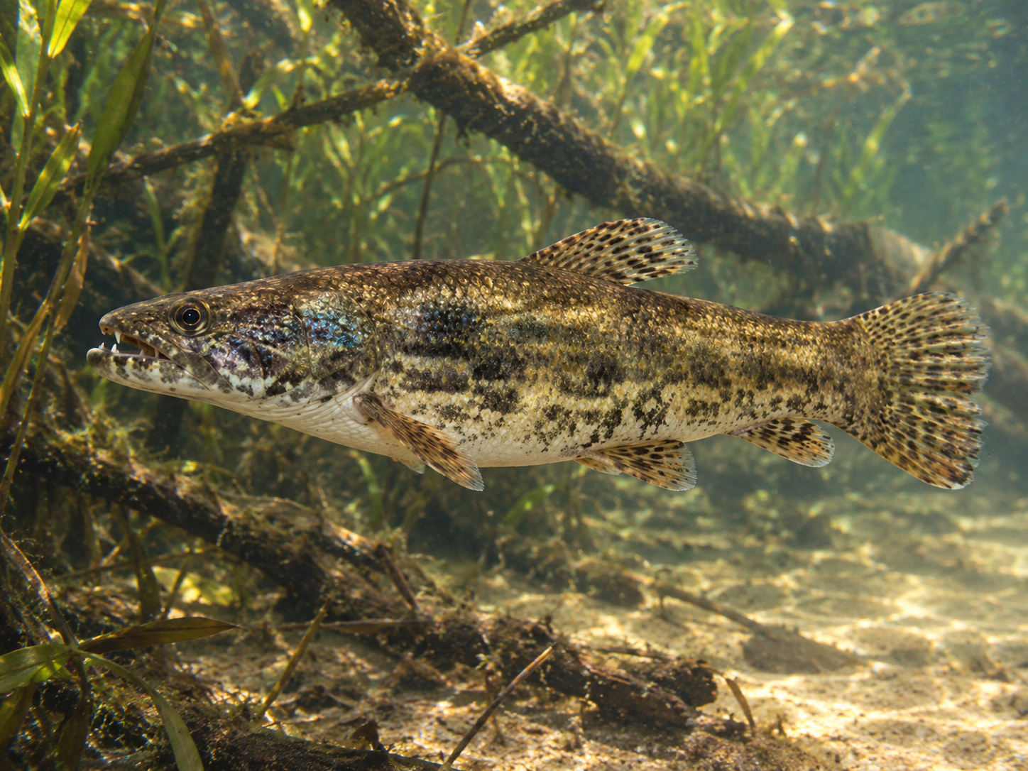 Pesca de traíra Azul (Tornasol) (Hoplias lacerdae)?