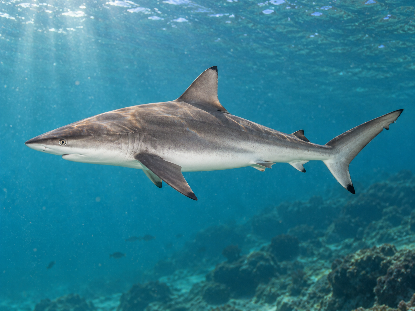 Pesca de Tubarão Bacota (Carcharhinus brachyurus)?