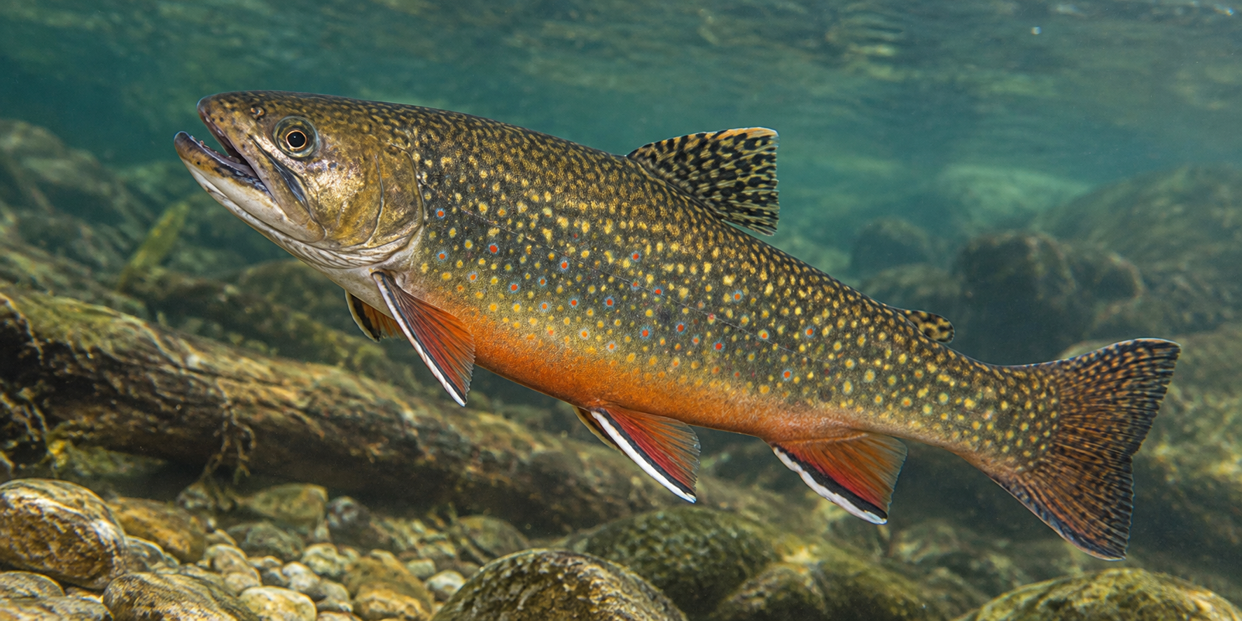 Pesca de trucha Fontinalis (Salvelinus fontinalis)?