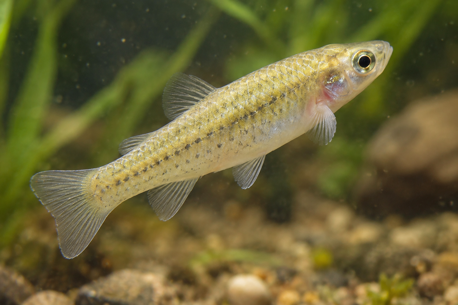 Pesca de Virolito (Jenynsia multidentata)?